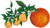 mandarinorange
